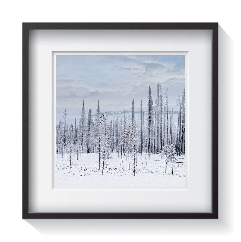 Snow covered trees in Idaho. Framed fine art treescape photography by Amanda Hedlund.   Framed wall art for your home, office, business, restaurant, bar, vacation house or hotel.