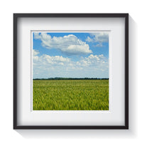 A serene green field of wheat in Roseau, Minnesota. Framed fine art landscape photography by Amanda Hedlund.   Framed wall art for your home, office, business, restaurant, bar, vacation house or hotel.
