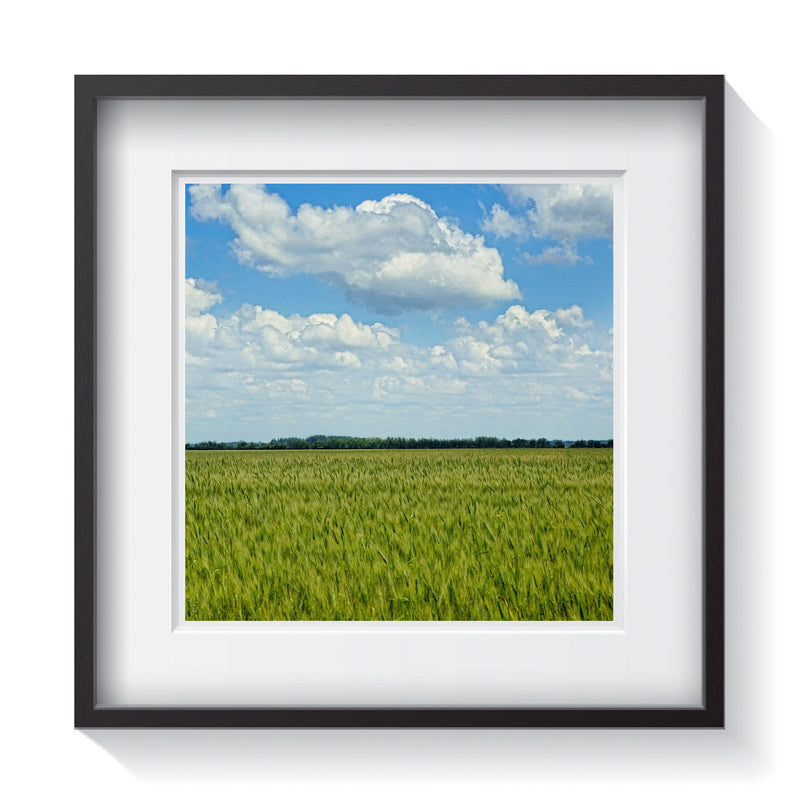A serene green field of wheat in Roseau, Minnesota. Framed fine art landscape photography by Amanda Hedlund.   Framed wall art for your home, office, business, restaurant, bar, vacation house or hotel.