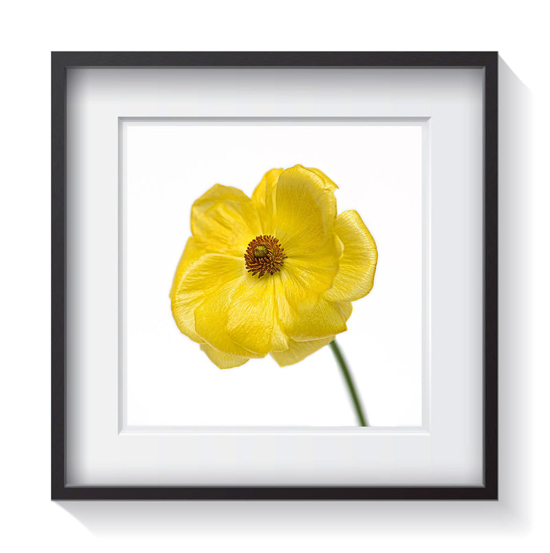 A yellow lustrous buttercup flower with a layer of reflective cells found beneath the cells of the petals giving this delightful flower a shimmery quality. Framed fine art flower photography by Amanda Hedlund.  Framed wall art for your home, office, business, restaurant, bar, vacation house or hotel.