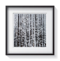 A forest of burned trees covered in Idaho snow. Framed fine art tree photography by Amanda Hedlund.  Framed wall art for your home, office, business, restaurant, bar, vacation house or hotel.