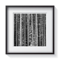 Thick forest of snow covered trees near Banff, British Columbia, Canada. Framed fine art treescape photography by Andrew Grant.  Framed wall art for your home, office, business, restaurant, bar, vacation house or hotel.