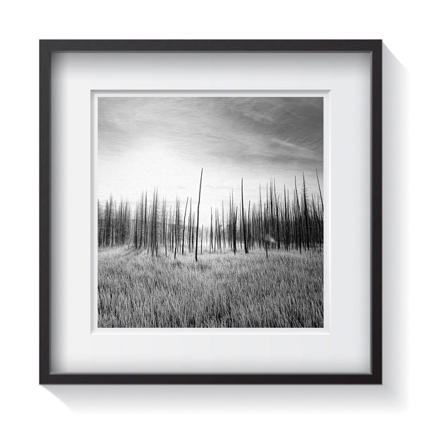 The bare trees forming a silhouette in the frosty mornings of Yellowstone National Park. Framed fine art treescape photography by Amanda Hedlund.  Framed wall art for your home, office, business, restaurant, bar, vacation house or hotel.