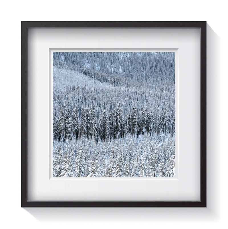 Thick forest of snow covered trees near Banff, British Columbia, Canada. Framed fine art treescape photography by Andrew Grant.  Framed wall art for your home, office, business, restaurant, bar, vacation house or hotel.