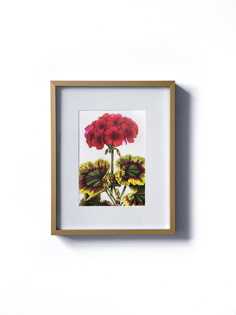 Vintage floral botanical red geranium garden flower matted in white and framed in gold.  Vertical display wall wart. Perfect addition to any gallery wall. We have several floral prints available. Antique artwork from the 1970s. 