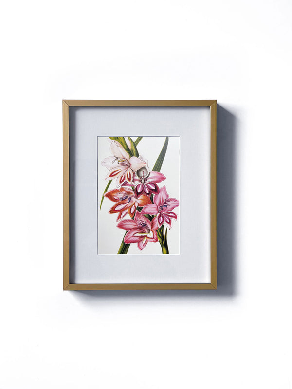 Vintage floral botanical gladiolus iris sword-shaped flower matted in white and framed in gold.  Vertical display wall wart. Perfect addition to any gallery wall. We have several floral prints available. Antique artwork from the 1970s. 