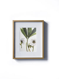 Vintage floral botanical hellebore white flower matted in white and framed in gold.  Vertical display wall wart. Perfect addition to any gallery wall. We have several floral prints available. Antique artwork from the 1970s. 