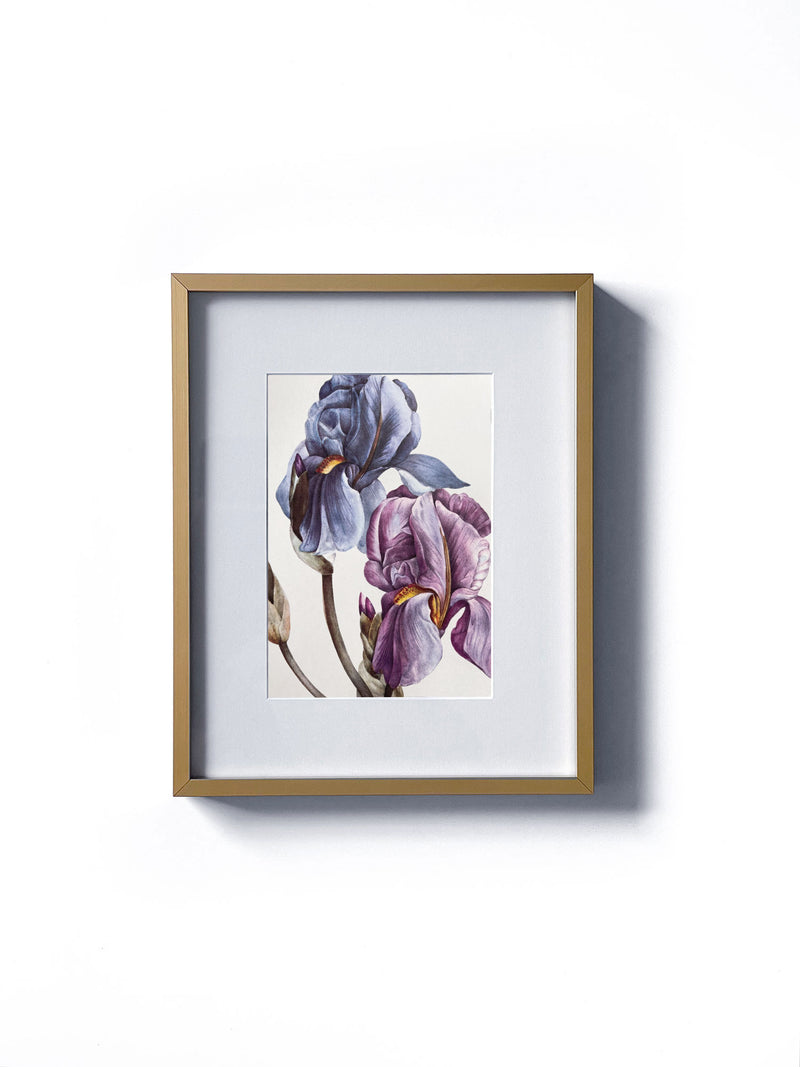 Vintage floral botanical purple and blue iris flower matted in white and framed in gold.  Vertical display wall wart. Perfect addition to any gallery wall. We have several floral prints available. Antique artwork from the 1970s. 