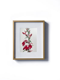 Vintage floral botanical maroon or red lobelia flower matted in white and framed in gold.  Vertical display wall wart. Perfect addition to any gallery wall. We have several floral prints available. Antique artwork from the 1970s. 