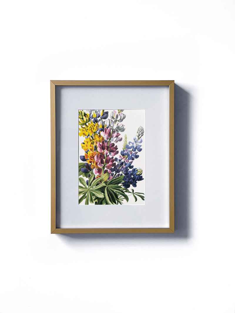 Vintage floral botanical lupin multi-color wild flowers matted in white and framed in gold.  Vertical display wall wart. Perfect addition to any gallery wall. We have several floral prints available. Antique artwork from the 1970s. 