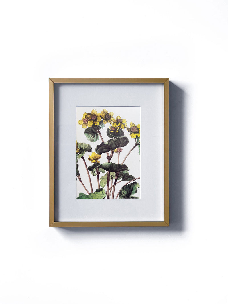 Vintage floral botanical mash marigold yellow flower matted in white and framed in gold.  Vertical display wall wart. Perfect addition to any gallery wall. We have several floral prints available. Antique artwork from the 1970s. 