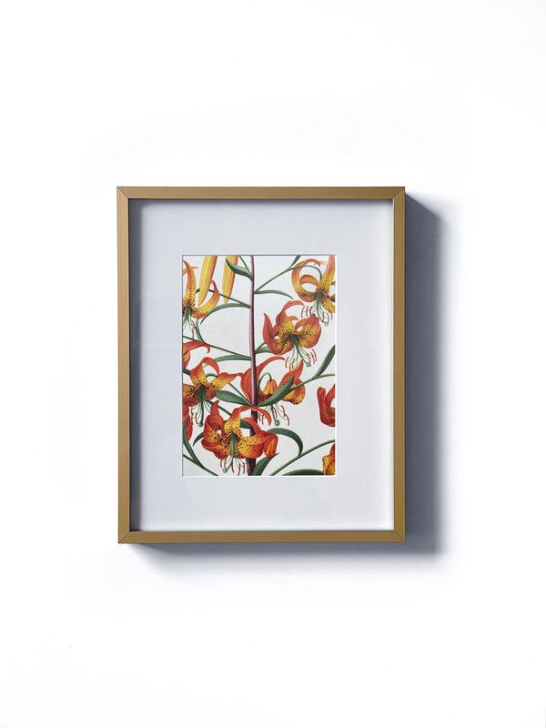 Vintage floral botanical martagon orange lily flower matted in white and framed in gold.  Vertical display wall wart. Perfect addition to any gallery wall. We have several floral prints available. Antique artwork from the 1970s.