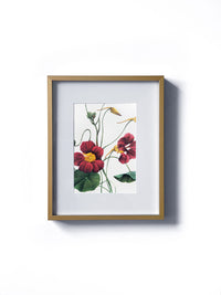 Vintage floral botanical red nasturtium geranium flower matted in white and framed in gold.  Vertical display wall wart. Perfect addition to any gallery wall. We have several floral prints available. Antique artwork from the 1970s. 