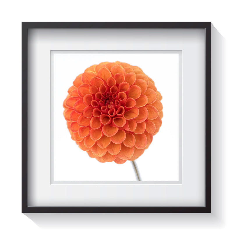 A blooming orange dahlia flower standing among a white background. Signed, limited-edition, framed fine art flower photography by Amanda Hedlund.  Framed wall art for your home, office, business, restaurant, bar, beach house or hotel.