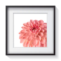 A blooming light pink dahlia flower standing among a white background. Signed, limited-edition, framed fine art flower photography by Amanda Hedlund.  Framed wall art for your home, office, business, restaurant, bar, beach house or hotel.