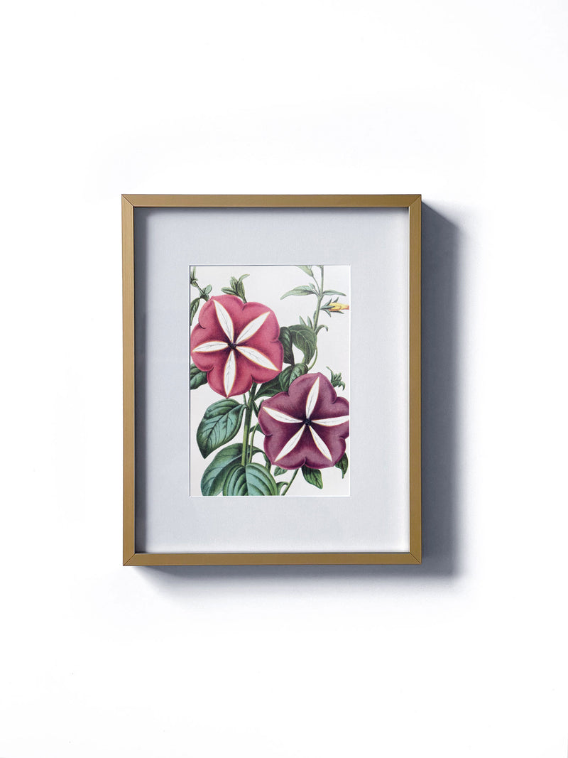 Vintage floral botanical pink and purple petunia garden flower matted in white and framed in gold.  Vertical display wall wart. Perfect addition to any gallery wall. We have several floral prints available. Antique artwork from the 1970s. 