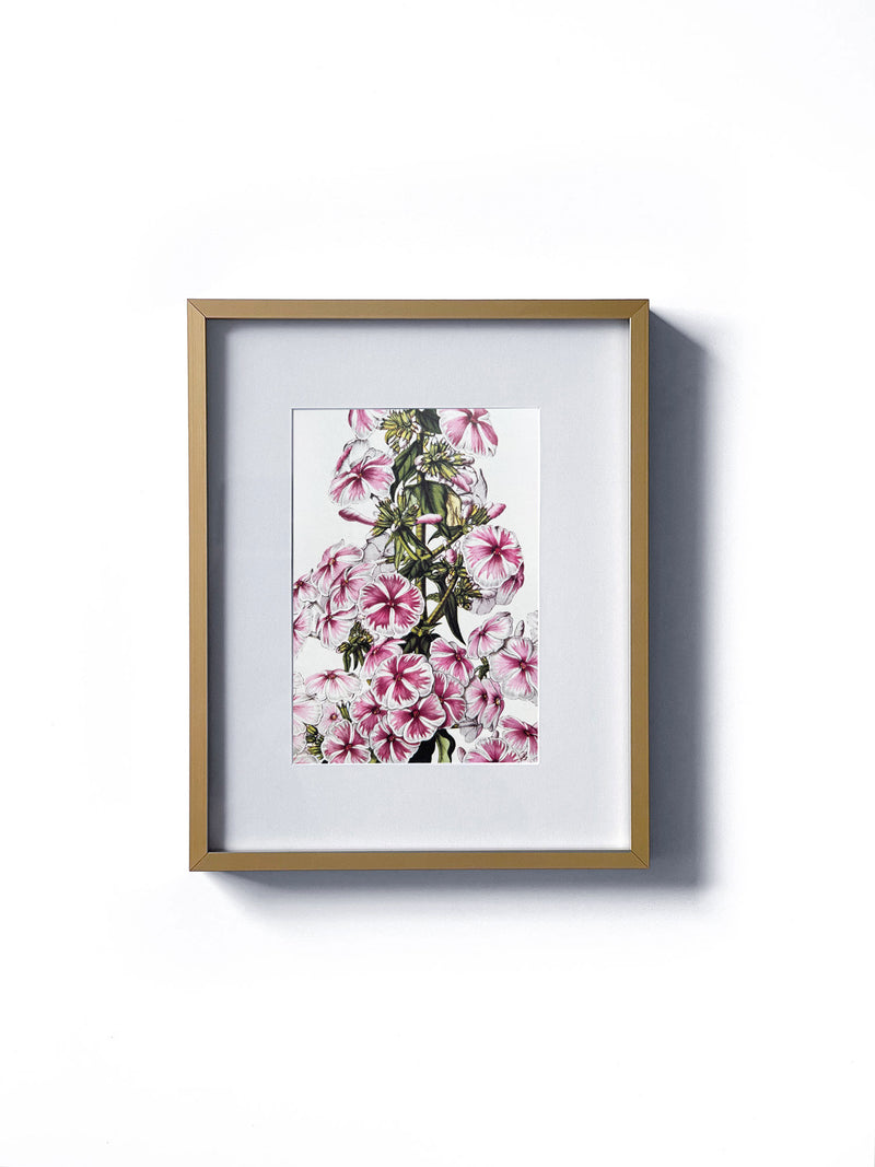 Vintage floral botanical pink phlox garden flower, also known as Texan Pride, matted in white and framed in gold.  Vertical display wall wart. Perfect addition to any gallery wall. We have several floral prints available. Antique artwork from the 1970s. 