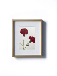 Vintage floral botanical burgundy red carnation flower matted in white and framed in gold.  Vertical display wall wart. Perfect addition to any gallery wall. We have several floral prints available. Antique artwork from the 1970s. 