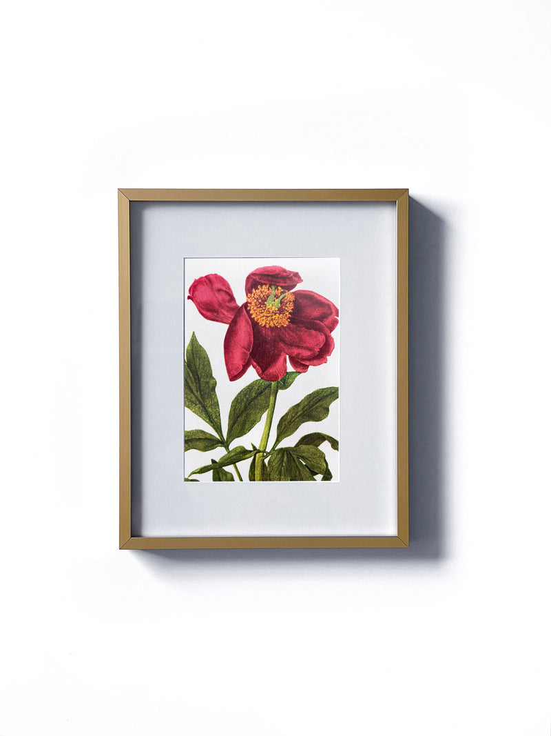 Vintage floral botanical pink peony garden flower matted in white and framed in gold.  Vertical display wall wart. Perfect addition to any gallery wall. We have several floral prints available. Antique artwork from the 1970s. 