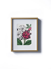 Vintage floral botanical pink rendering of a flower matted in white and framed in gold.  Vertical display wall wart. Perfect addition to any gallery wall. We have several floral prints available. Antique artwork from the 1970s. 