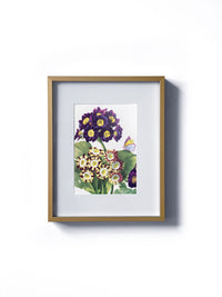 Vintage floral botanical purple and yellow primrose flowers matted in white and framed in gold.  Vertical display wall wart. Perfect addition to any gallery wall. We have several floral prints available. Antique artwork from the 1970s. 