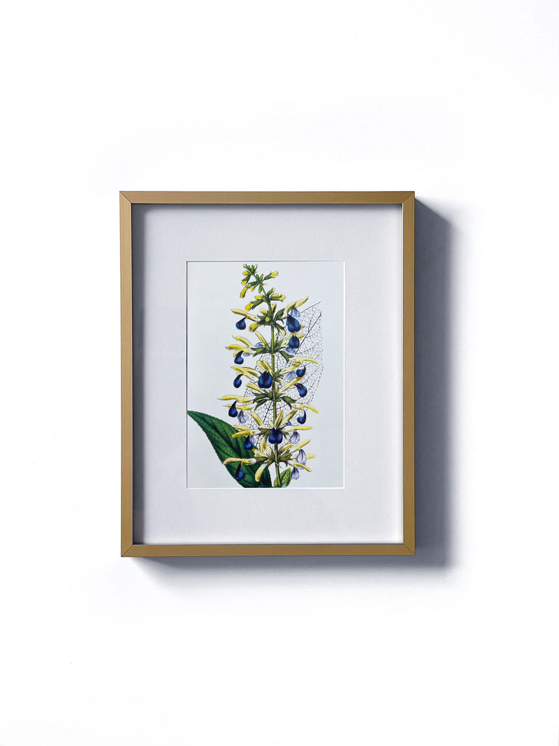 Vintage floral botanical wild sage flower matted in white and framed in gold.  Vertical display wall wart. Perfect addition to any gallery wall. We have several floral prints available. Antique artwork from the 1970s. 