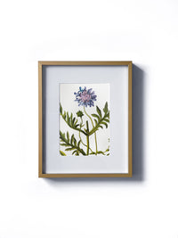 Vintage floral botanical purple scabious wild flower matted in white and framed in gold.  Vertical display wall wart. Perfect addition to any gallery wall. We have several floral prints available. Antique artwork from the 1970s. 