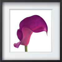 A bold pink and purple calla lily with captivating curves, spilling its trumpet leaf on a white background. Framed fine art flower photography by Amanda Hedlund.  Framed wall art for your home, office, business, restaurant, bar, vacation house or hotel.