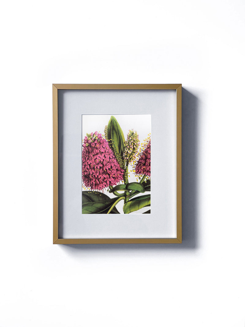Vintage floral botanical pink speedwell cancerwort flower matted in white and framed in gold.  Vertical display wall wart. Perfect addition to any gallery wall. We have several floral prints available. Antique artwork from the 1970s. 
