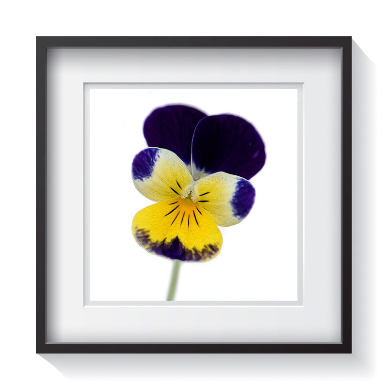 A rich violet, yellow and white tri-color Johnny Jump-Up, Heartsease or Love-in-Idleness wild pansy flower standing tall on a white background in stunning detail. Framed fine art flower photography by Amanda Hedlund.  Framed wall art for your home, office, business, restaurant, bar, vacation house or hotel.