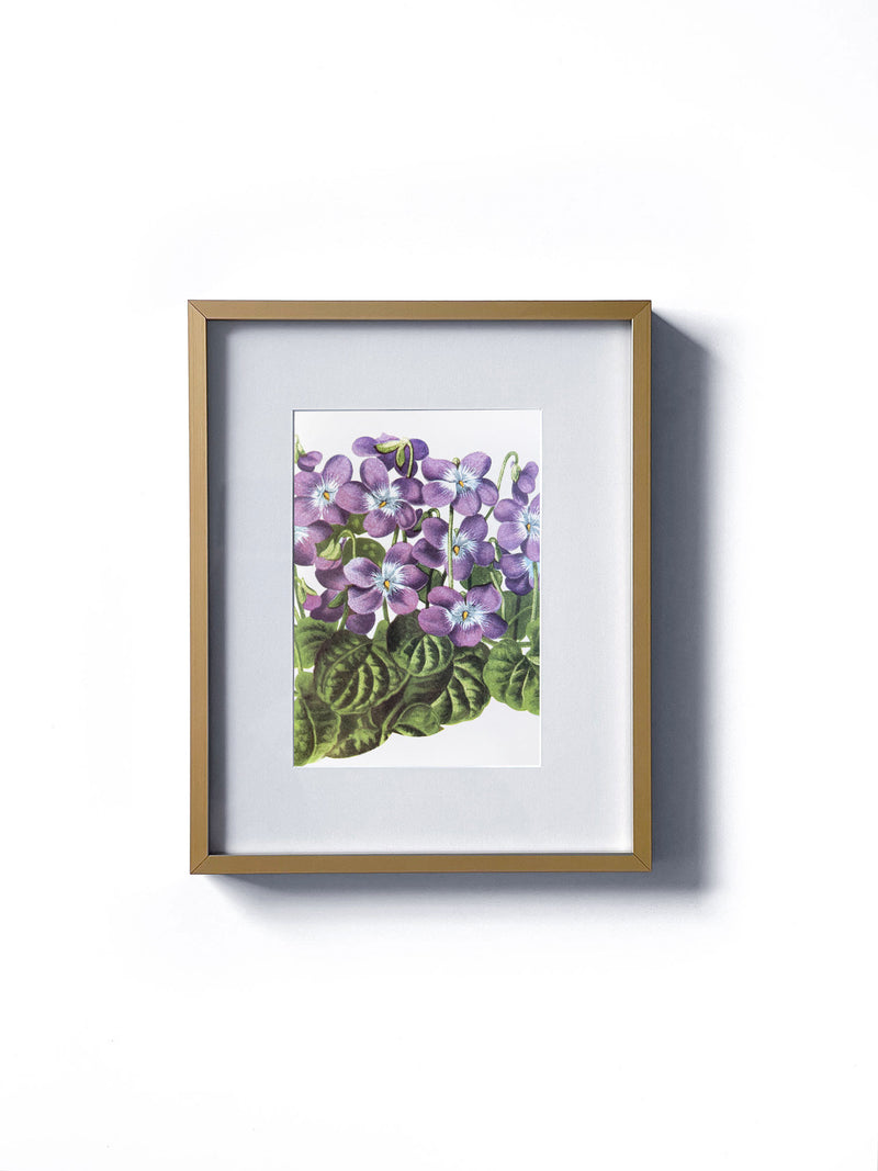 Vintage floral botanical purple violet flower matted in white and framed in gold.  Vertical display wall wart. Perfect addition to any gallery wall. We have several floral prints available. Antique artwork from the 1970s. 