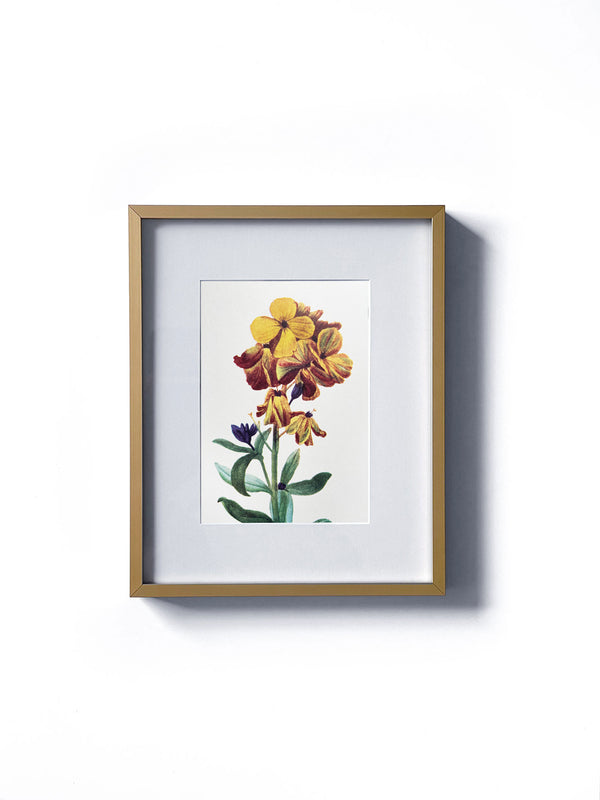 Vintage floral botanical garden wallflower yellow flower matted in white and framed in gold.  Vertical display wall wart. Perfect addition to any gallery wall. We have several floral prints available. Antique artwork from the 1970s. 