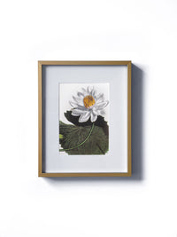 Vintage floral botanical white water lily flower matted in white and framed in gold.  Vertical display wall wart. Perfect addition to any gallery wall. We have several floral prints available. Antique artwork from the 1970s. 