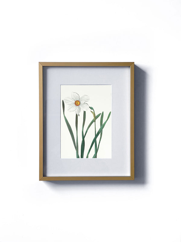 Vintage floral botanical white daffodil flower matted in white and framed in gold.  Vertical display wall wart. Perfect addition to any gallery wall. We have several floral prints available. Antique artwork from the 1970s. 