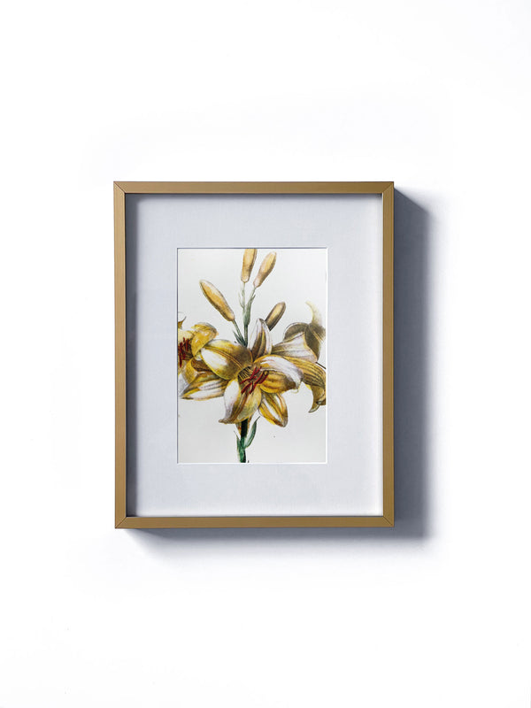 Vintage floral botanical yellow lily garden flower matted in white and framed in gold.  Vertical display wall wart. Perfect addition to any gallery wall. We have several floral prints available. Antique artwork from the 1970s. 