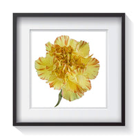 A yellow and orange striped carnation looking three dimensional among a white background. Framed fine art flower photography by Andrew Grant.  Framed wall art for your home, office, business, restaurant, bar, vacation house or hotel.