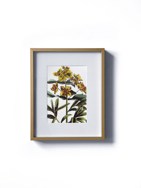 Vintage floral botanical yellow spurge wild flower matted in white and framed in gold.  Vertical display wall wart. Perfect addition to any gallery wall. We have several floral prints available. Antique artwork from the 1970s. 